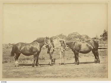 Charles Brown Fisher's brood mares, c1890 SLSA B73196
