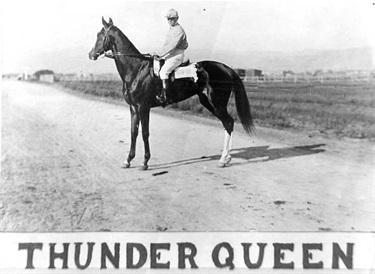 ‘Thunder Queen’ photo taken in 1895 when she won the Morphettville Plate, trained by Tom Keily. Photo taken on Cross Road, south of Keily property which faced Bay Road/Anzac Highway. WTHS LH0353-02n