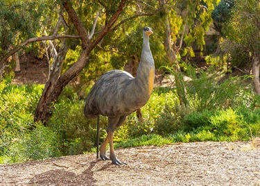 emu statue