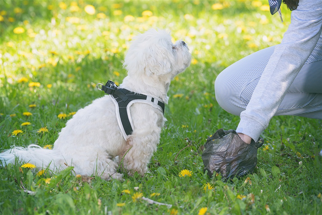 who picks up dog poop