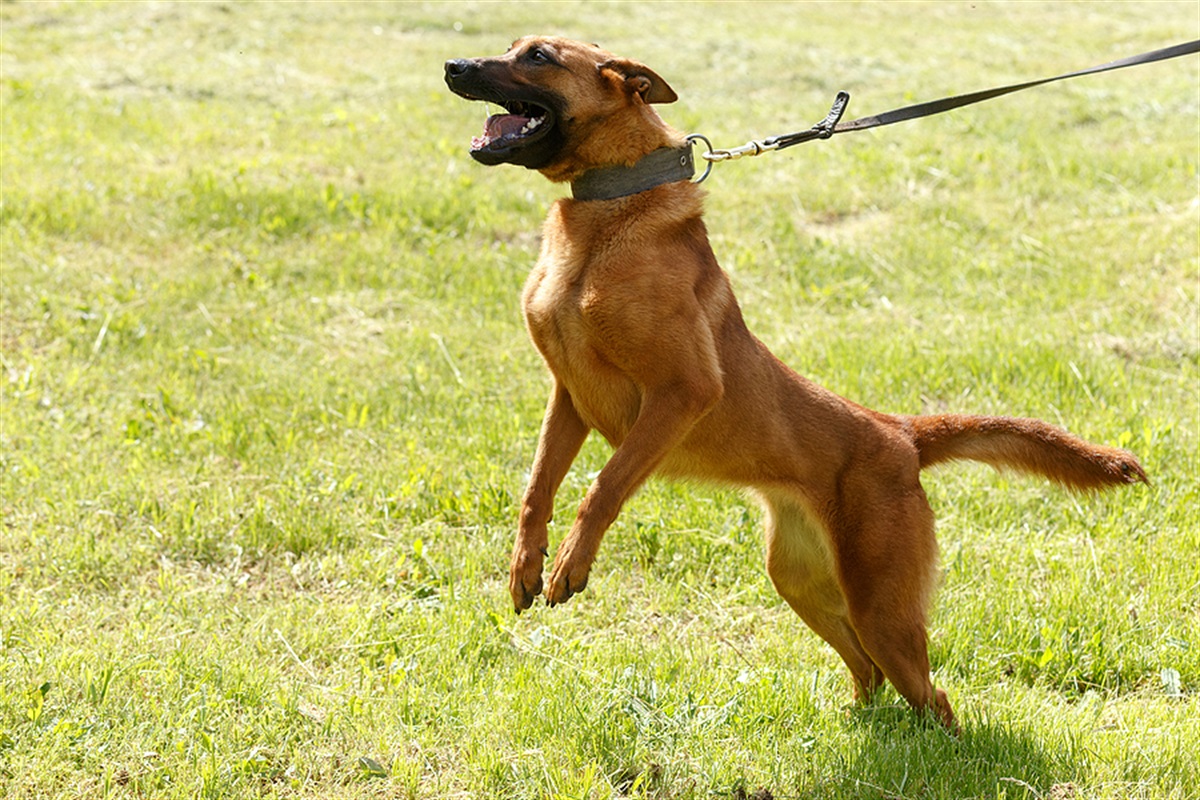 dog-attacks-city-of-west-torrens