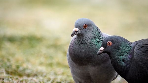 feral pigeon food