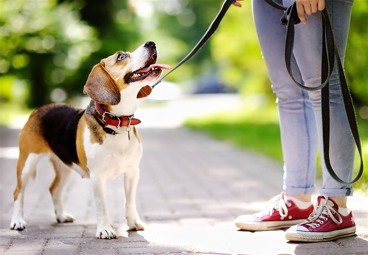 can dogs be off leash in public