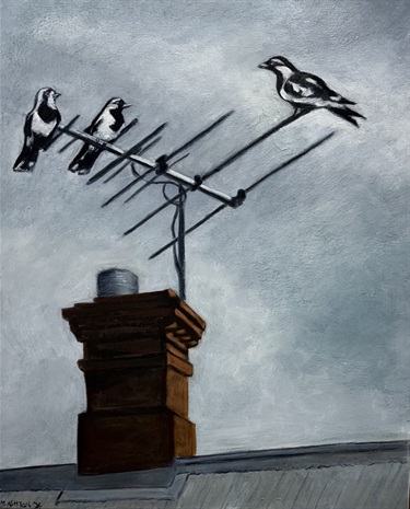 Murray magpies in Mile End - Maxie Ashton