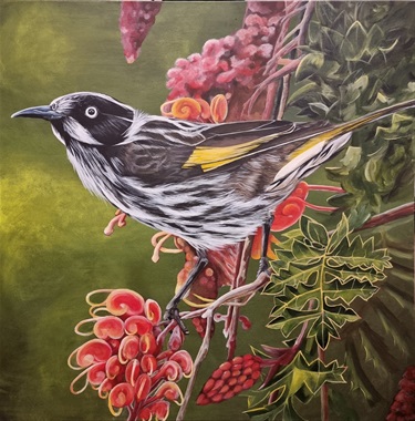 New Holland Honeyeater - Kim Plachy