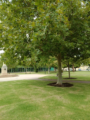 Nicky-OBroin_Mem-Gardens-plane-tree.jpg