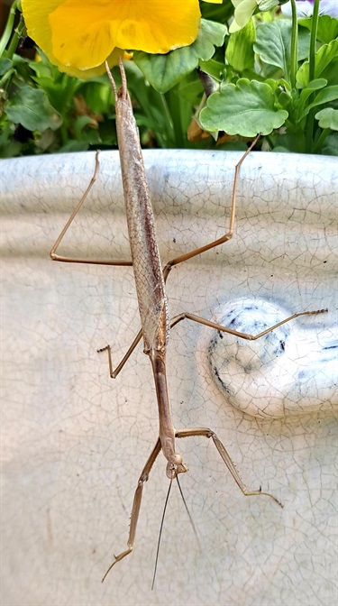 Nicola-Manos_Mallee-Grass-Mantis-Mile-End.jpg