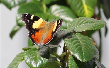 Nicola-Manos_Yellow-Admiral-Mile-End.jpg