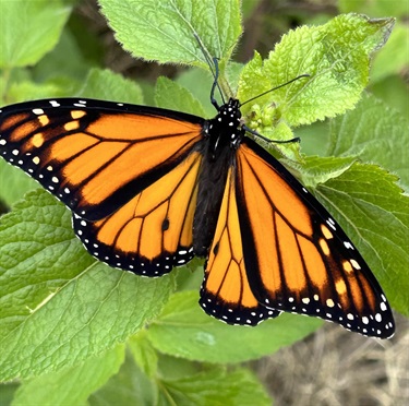 Patti_Clifford-Reserve-Community-Garden_Butterfly.jpg