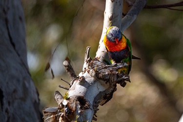 Peter-Richardson_Dont-Take-My-Home-Lorikeet-Rowels-Road-Sig-Tree-2.jpg