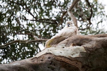 Peter-Richardson_Sulphhur-Crest-Cockatoo-Hardys-Road-Sig-Tree-3.jpg