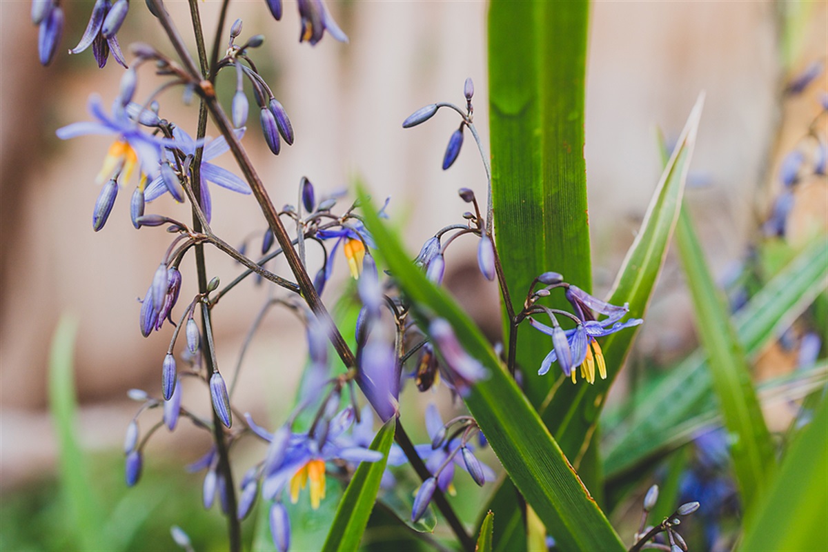 Native plants City of West Torrens