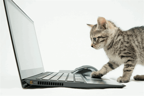 Kitten-cat-with-computer.gif