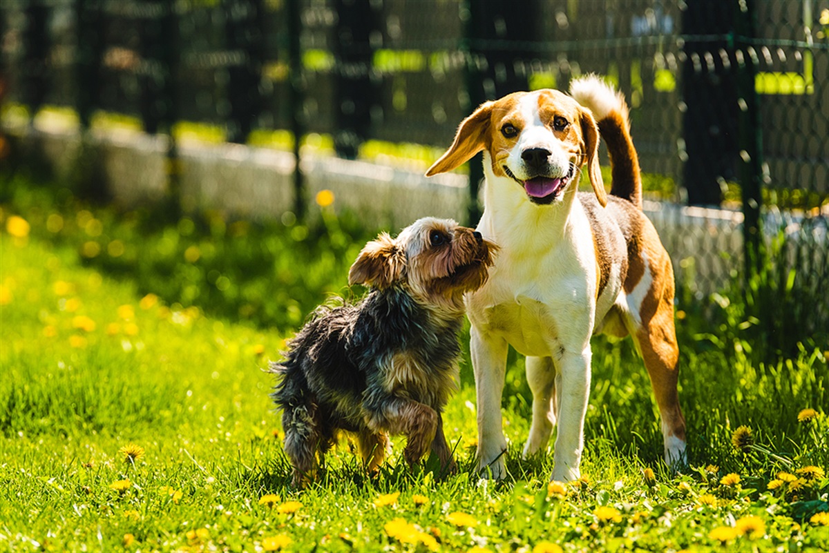 Dog registration fees City of West Torrens