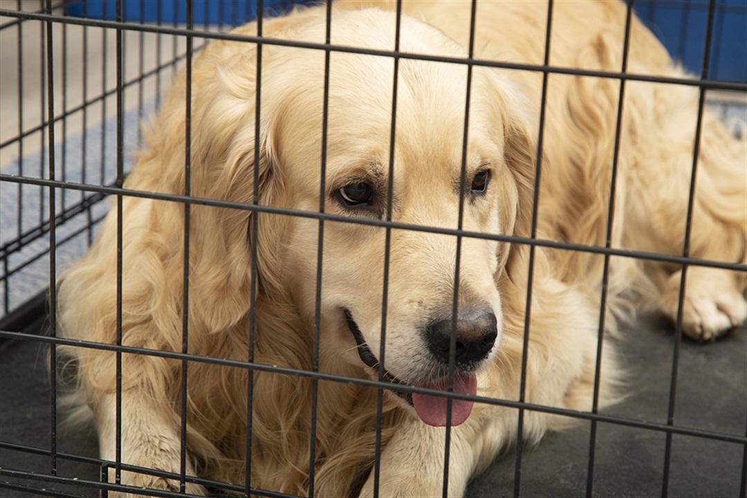 Impounded Dogs City Of West Torrens