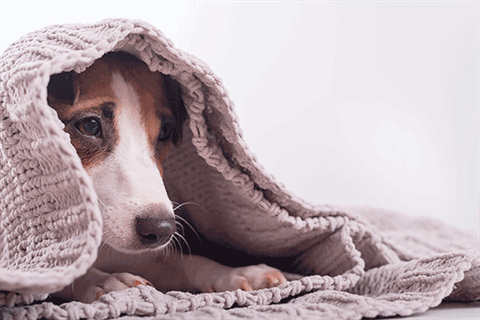 Dog-under-blanket---scared.gif
