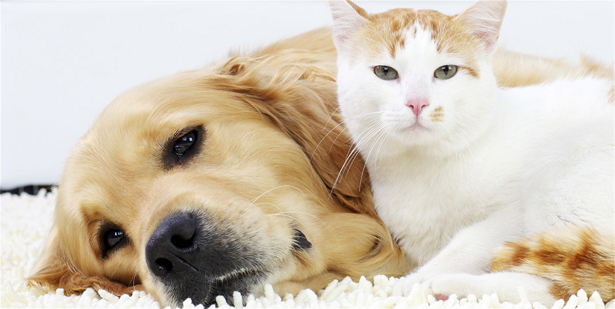 Dogs and cats store online phone number