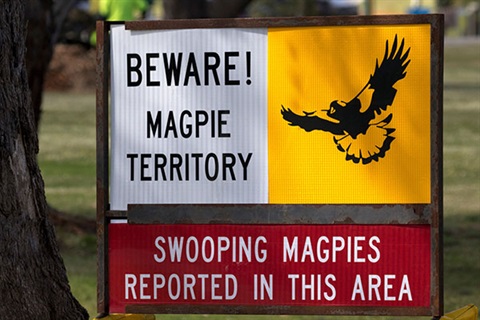 Swooping-magpie-sign.jpg