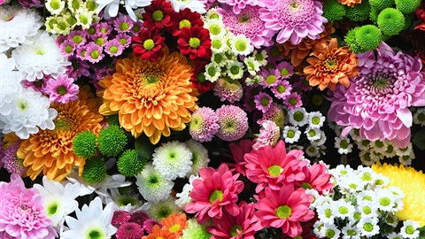 Flowers image.jpg